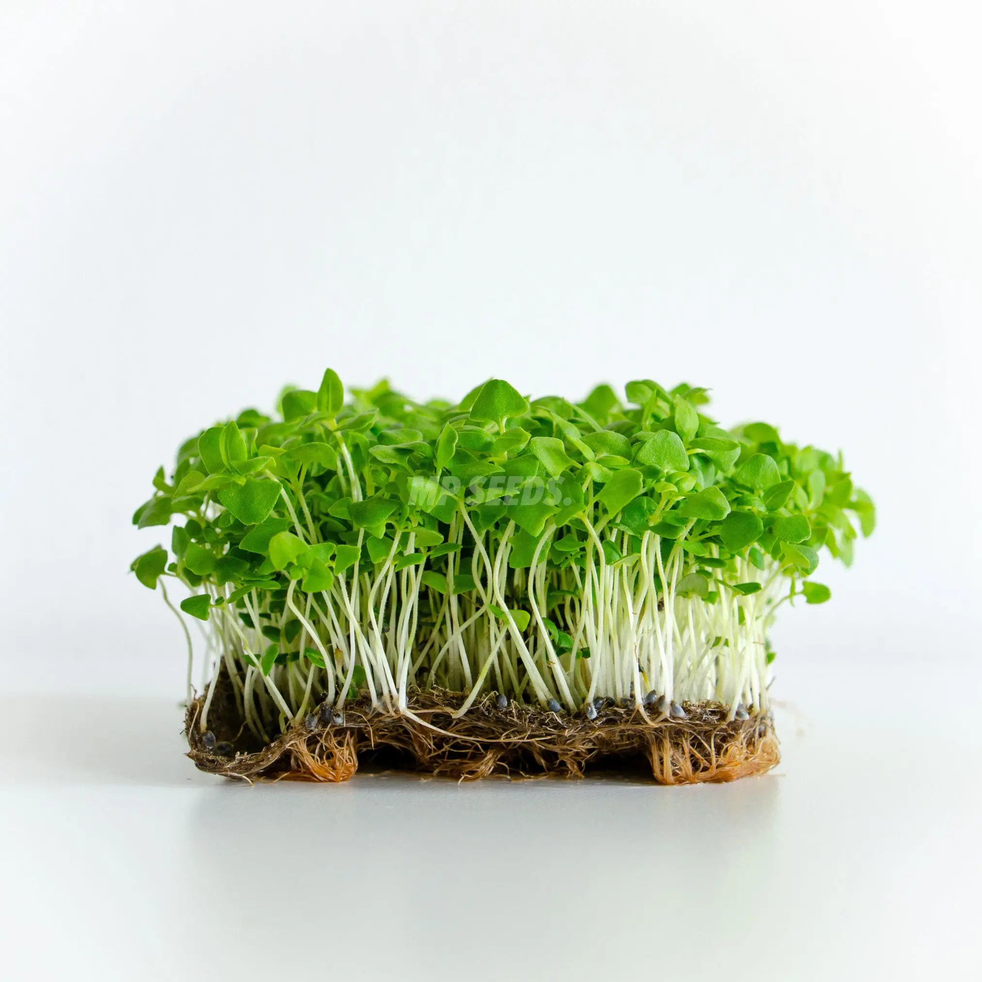 Basil Lemon microgreens grown from MP SEEDS seeds.