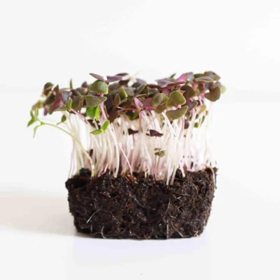 Βασιλικός, Κόκκινο Opal microgreens καλλιεργημένα από MP Seeds σπόρους