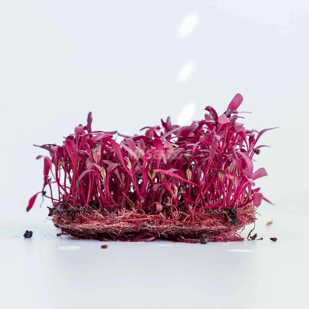 Microgreens de Remolacha Bulls Blood a partir de nuestras semillas