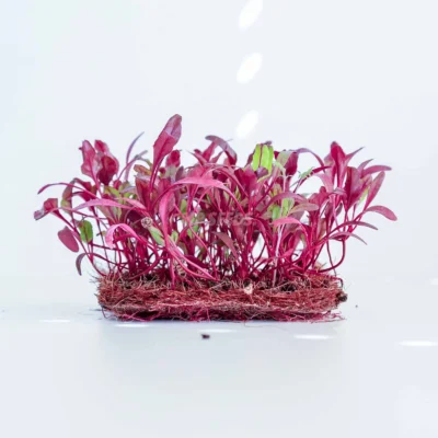Microgreens de remolacha, Bulls cultivados a partir de semillas MP Seeds