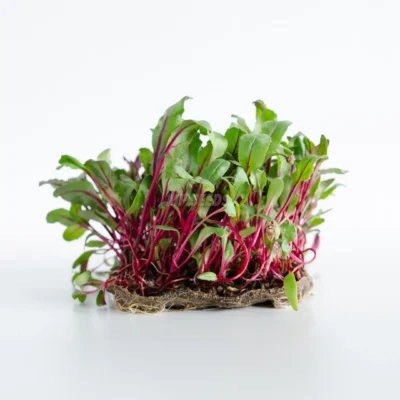 Microgreens de remolacha roja con tallos rojos cultivados a partir de semillas de MP Seeds.