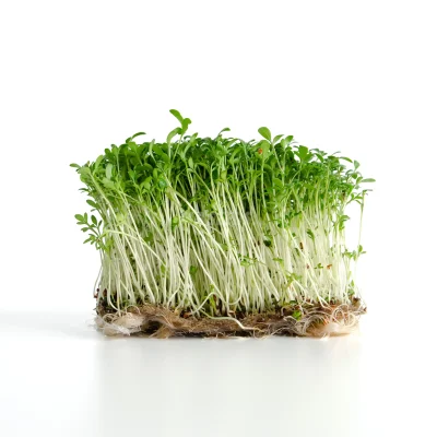 Bio Cress microgreens grown from MP SEEDS seeds.