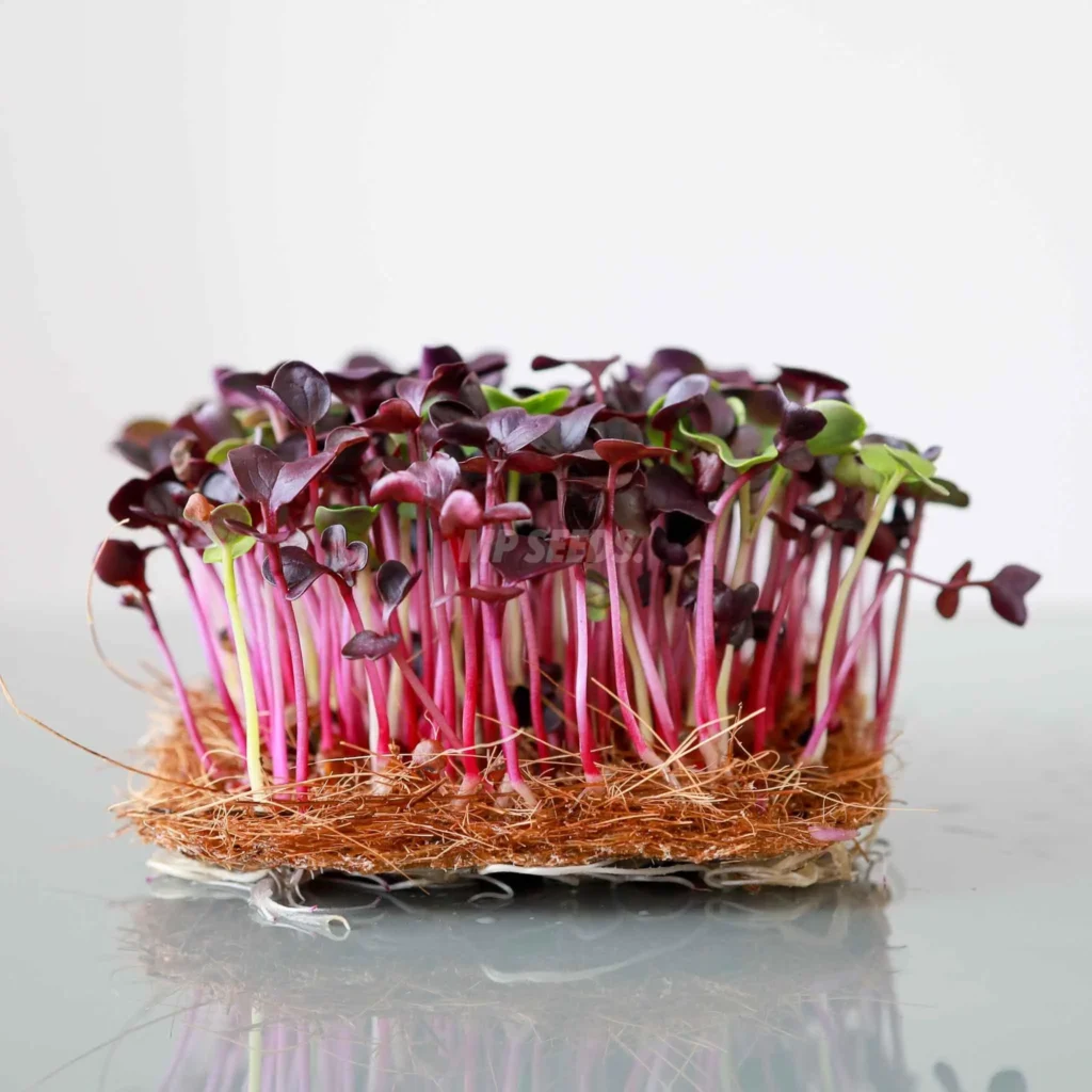Microgreens de rábano «Red Rambo»