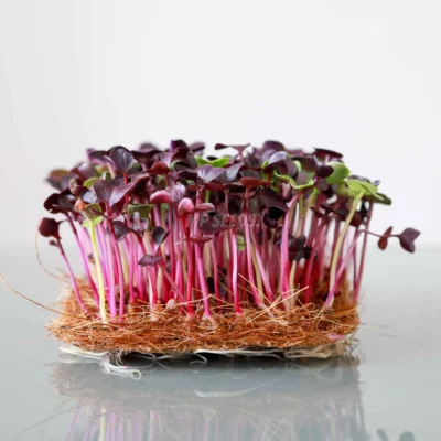 Microgreens de Bio rábano Rojo Rambo cultivados a partir de nuestras semillas