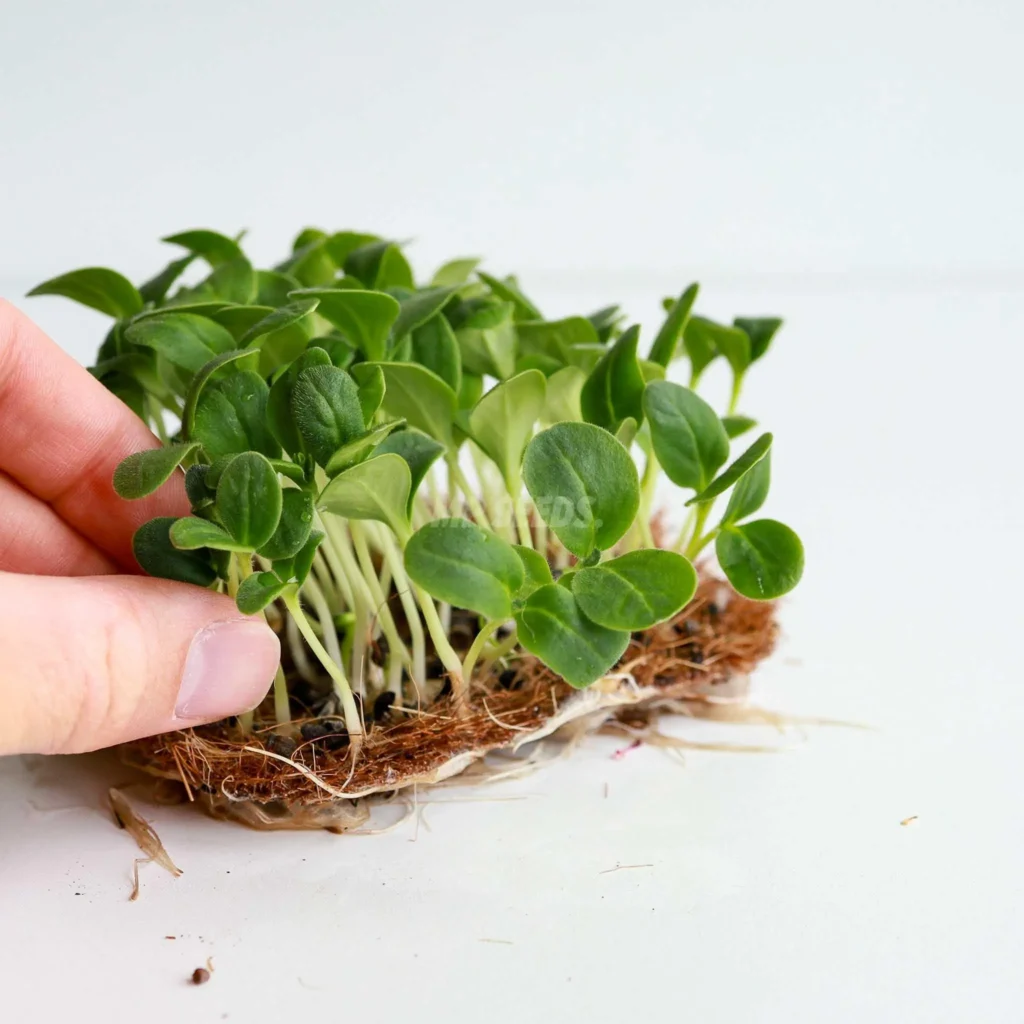 Micro-pousses de bourrache