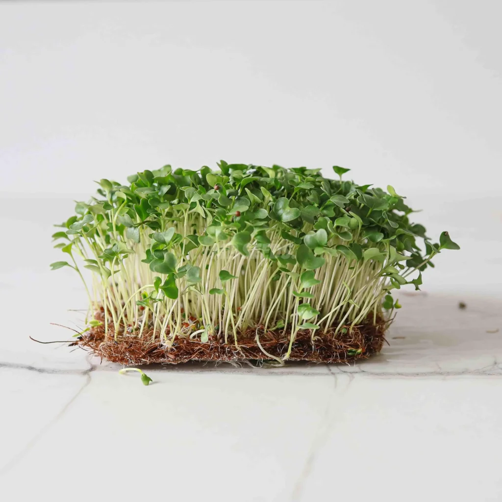 Esta imagen muestra microgreens de brócoli calabrese.