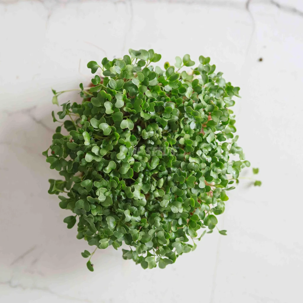 Brócoli Calabrese cultivadas a partir de semillas de MP SEEDS