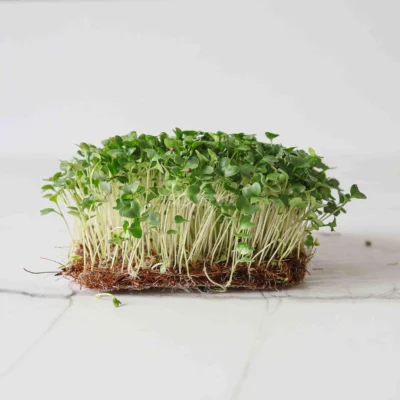 Μπρόκολο Calabrese Φύλλα microgreens
