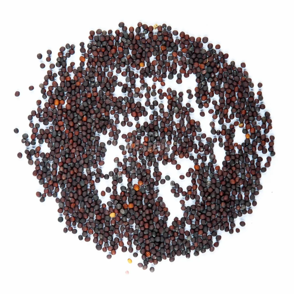 Semillas de brócoli de alta calidad para el cultivo de microgreens.