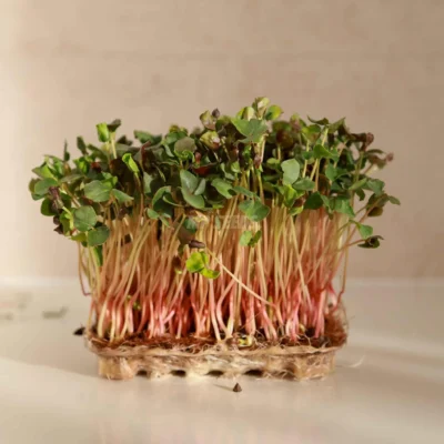 Φαγόπυρος microgreens καλλιεργημένα από MP Seeds σπόρους - πλαϊνή όψη