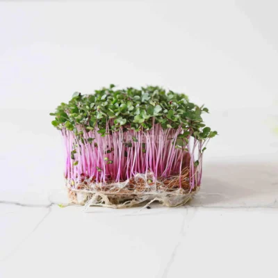 Microgreens de Repollo, Rojo listas para usar