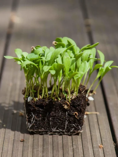 Καλέντουλα microgreens της MP Seeds