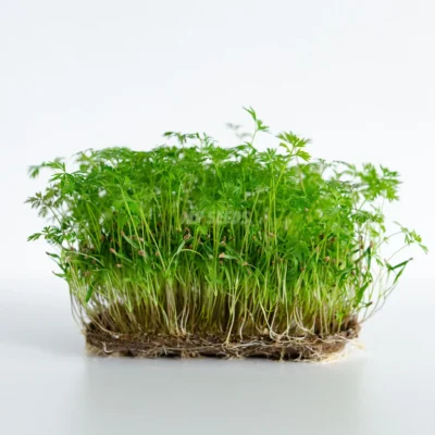Microgreens de Zanahoria Falla cultivados a partir de semillas premium de MP SEEDS.