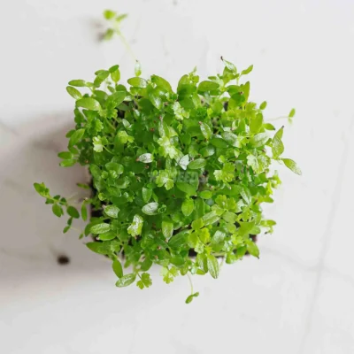 Σέλερι, Leafly microgreens καλλιεργημένα από MP Seeds σπόρους - άνω λήψη