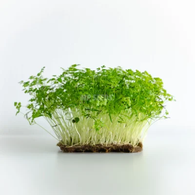 Microgreens de perifollo cultivados con semillas de MP SEEDS