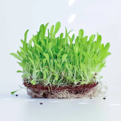 Κιχώριο, Endive Microgreens