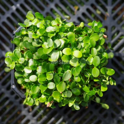 Hojas de microgreens de Caoba China cultivados a partir de semillas MP Seeds