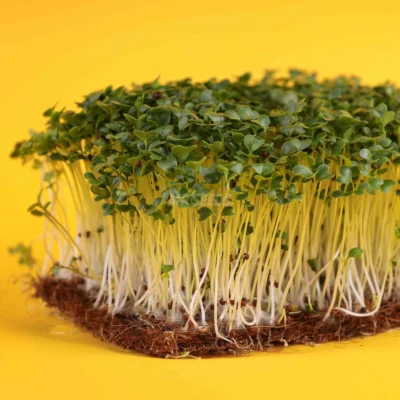 Microgreens de Mostaza, Cina "B" cultivados a partir de semillas de MP Seeds