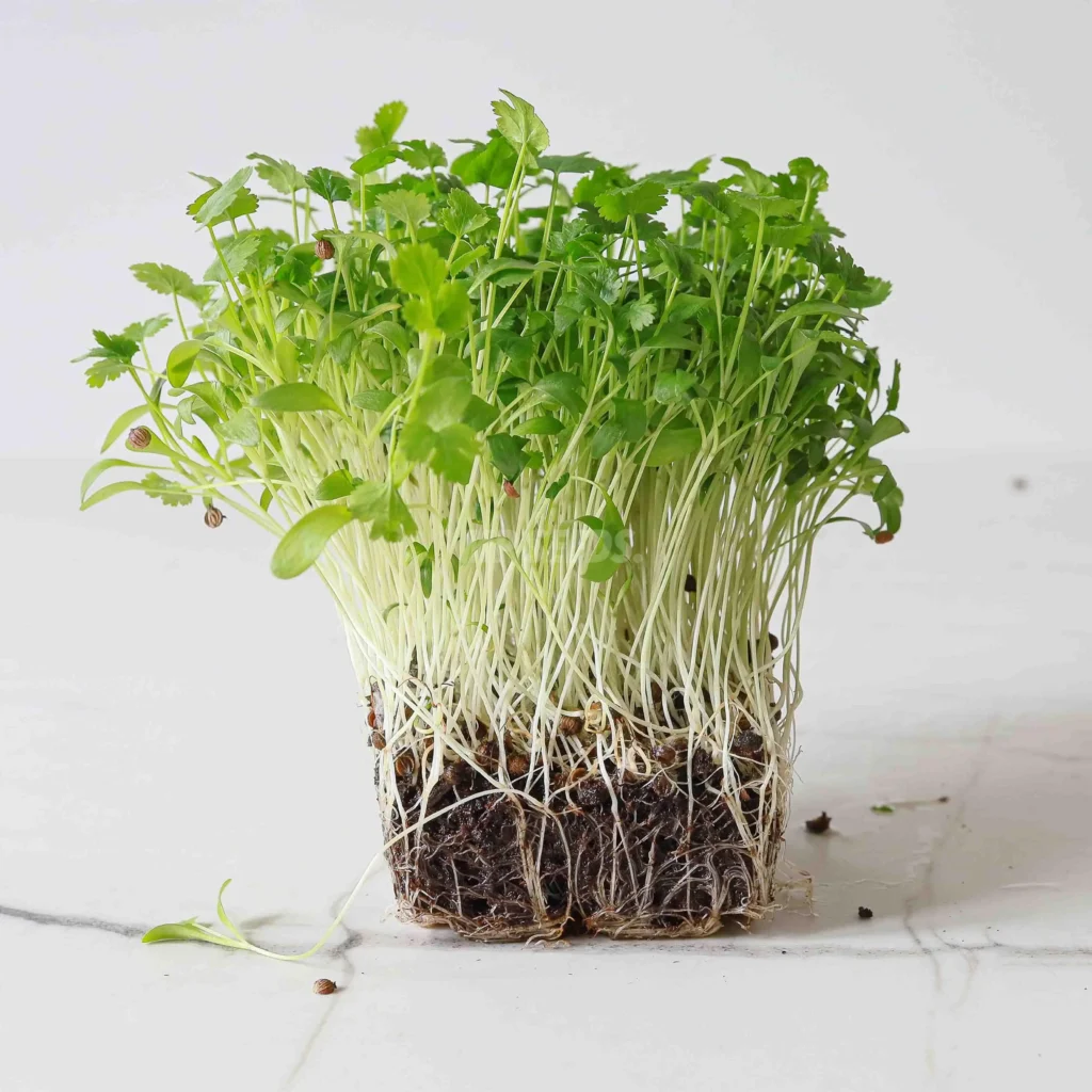 Coriandro - Cilantro-variedad partida, cultivadas a partir de las semillas de MP SEEDS