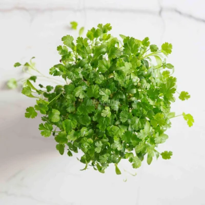Microgreens de BIO Cilantro cultivados a partir de nuestras semillas