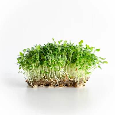 Microgreens de trébol cultivados con semillas de MP SEEDS.