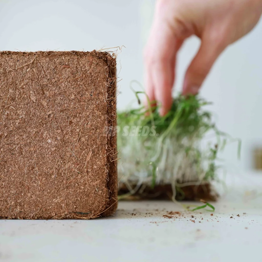 Fibra de coco para el cultivo de microgreens. Microgreens cultivados en almohadillas de coco al fondo.