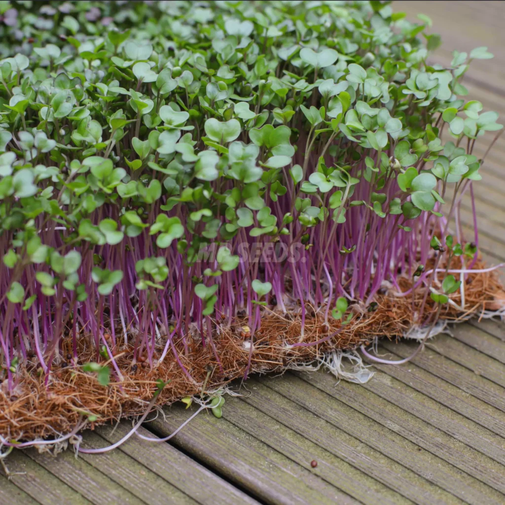 Microgreens cultivados en almohadillas de coco