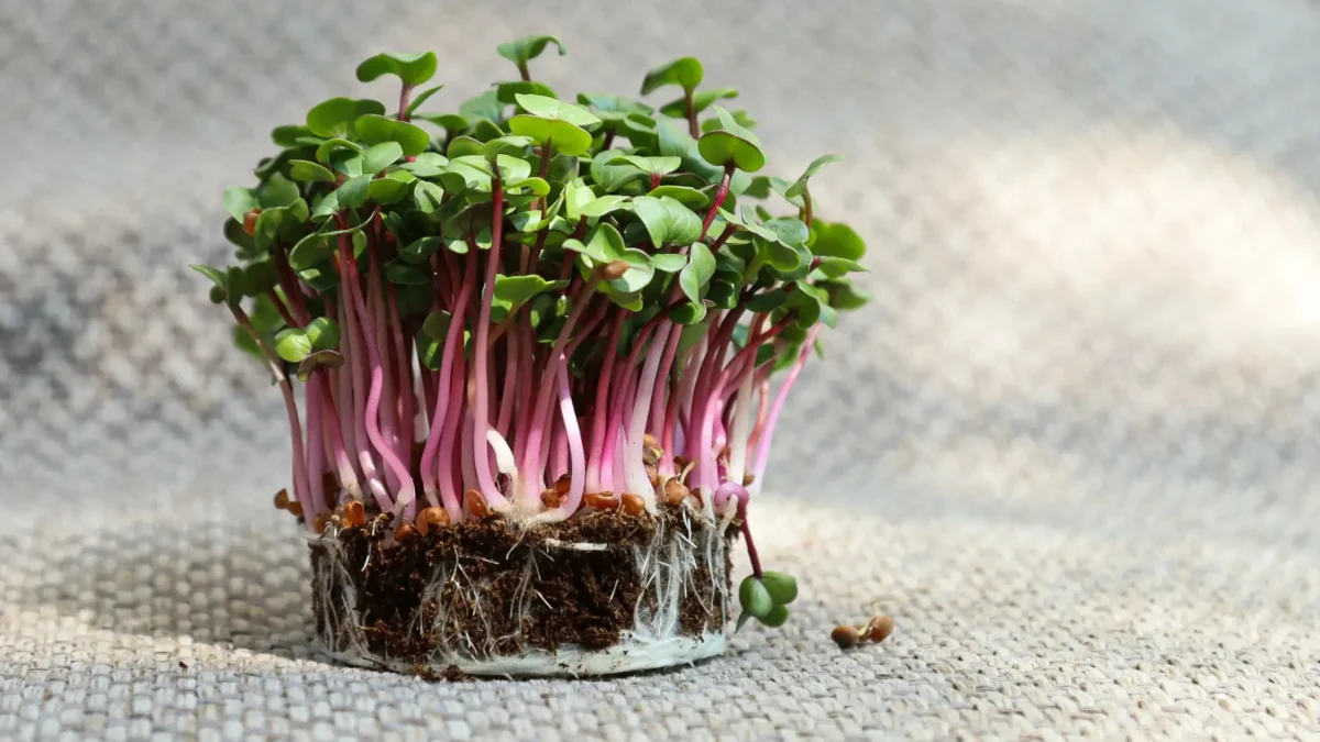 microgreens de rábano mp seeds