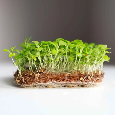 Microgreens de Canónigos cultivadas a partir de semillas MP Seeds
