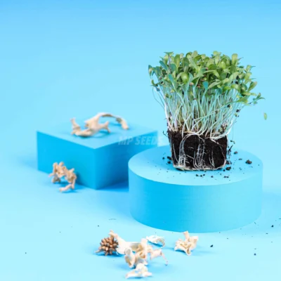 Τριγωνέλλα microgreens καλλιεργημένα από τους δικούς μας σπόρους