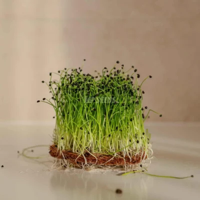 Microgreens de Cebollino Chino - Ajo cultivados a partir de semillas MP Seeds
