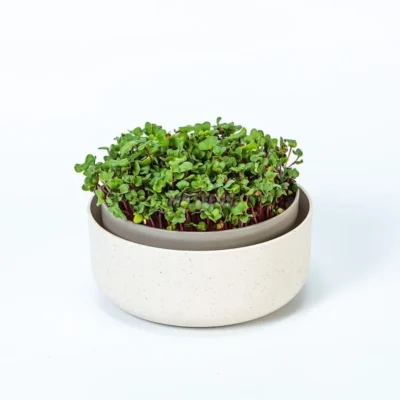 Maceta para cultivar microgreens