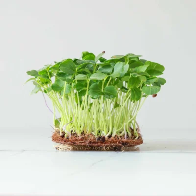 Microgreens de Hibisco cultivadas a partir de semillas de MP SEEDS