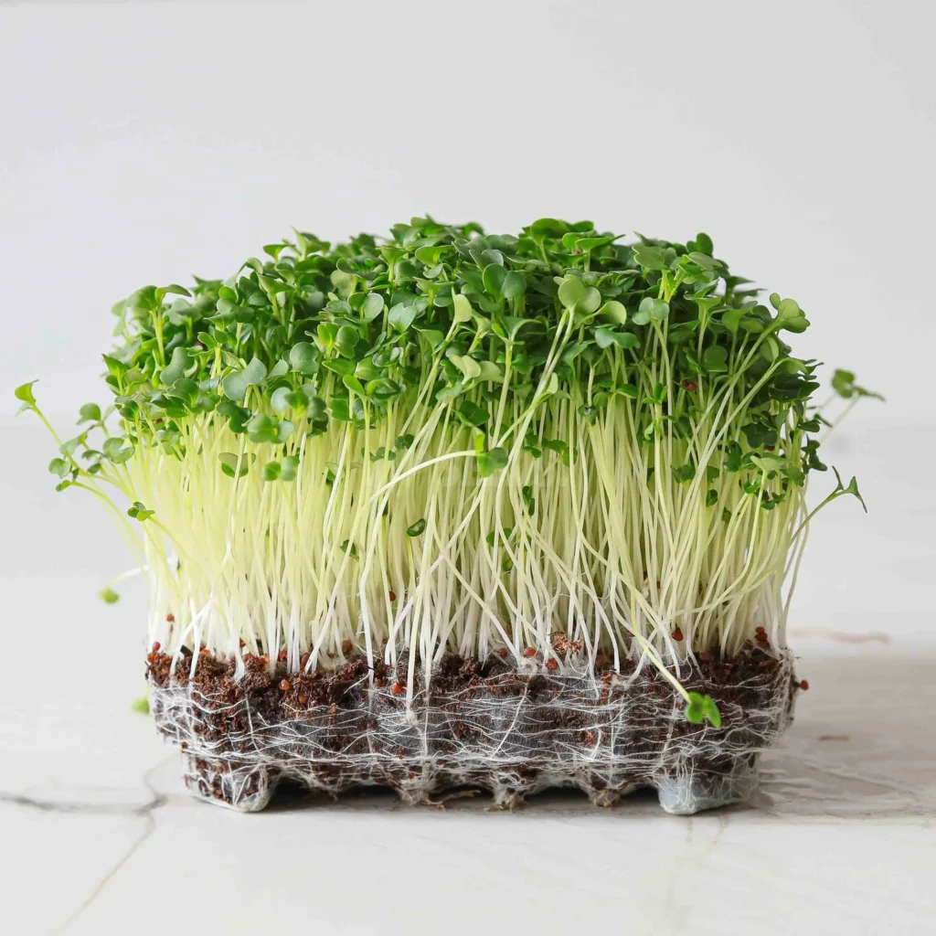 Microgreens de Brócoli Raab cultivados a partir de semillas de MP Seeds.