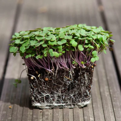 Microgreens de BIO kale cultivadas a partir de nuestras semillas