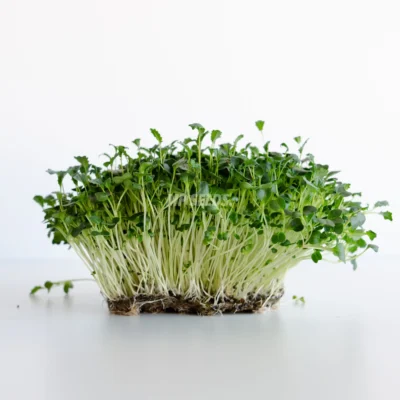 Microgreens de Kale Nero 'Tuscan Black' cultivados a partir de semillas premium de MP SEEDS.