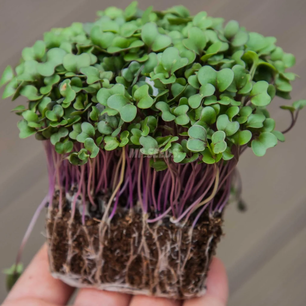 Microgreens de Repollo Rojo a partir de nuestras semillas