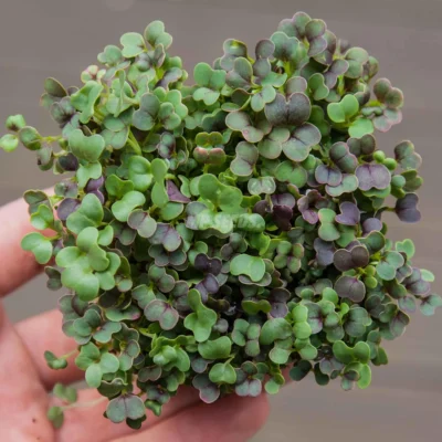 Bio Komatsuna Κόκκινη microgreens καλλιεργημένα από MP Seeds σπόρους - λήψη από πάνω