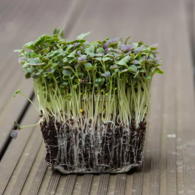 Bio Komatsuna Κόκκινη microgreens καλλιεργημένα από τους δικούς μας σπόρους