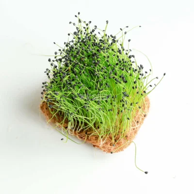 Microgreens de puerro con raíces cultivados a partir de nuestras semillas