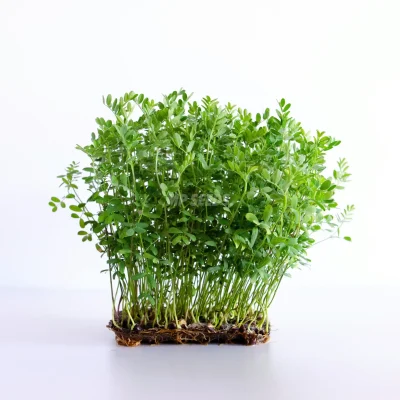 Microgreens de lenteja roja cultivados a partir de semillas MP SEEDS