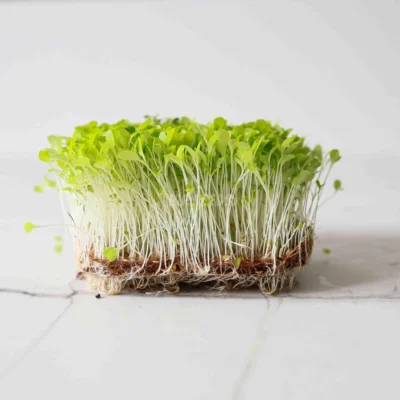 Microgreens de Lechuga Crujiente cultivadas a partir de nuestras semillas
