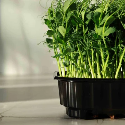 Maceta de cultivo baja 10x12 cm con microgreens