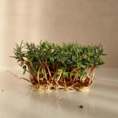 Λούπινο Κόκκινο microgreens καλλιεργημένα από MP Seeds σπόρους, έτοιμα για χρήση