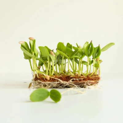 Microgreens de Melón Cantalupo cultivados a partir de semillas MP Seeds