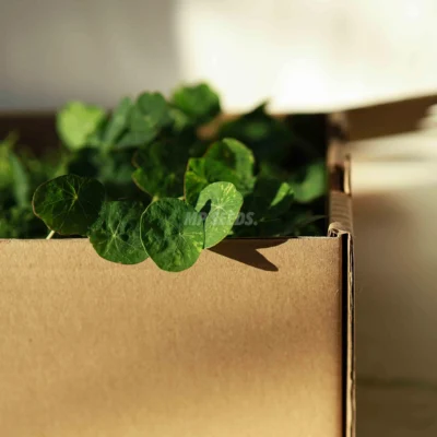 Microgreens listos para transporte