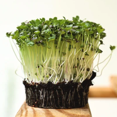 Microgreens de Mizuna Verde cultivados a partir de semillas MP Seeds