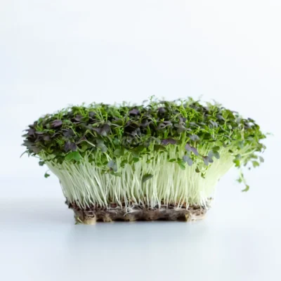 Microgreens de Mizuna Red Frills cultivados a partir de semillas de MP SEEDS.