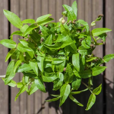 Φασόλι, Ροβίτσα Microgreens microgreens καλλιεργημένα από MP Seeds σπόρους - λήψη από πάνω