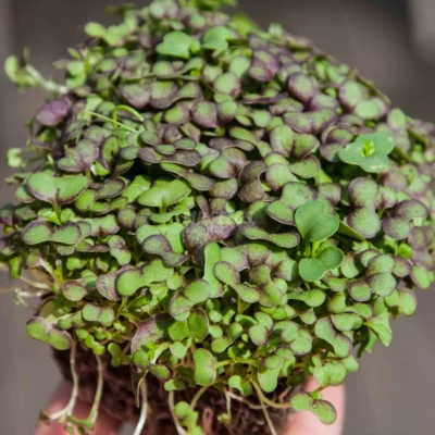Microgreens de BIO Mostaza Roja cultivados a partir de nuestras semillas